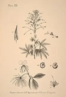 Sepia Toned Prints: 19th-century Dutch botanical illustration: Intricately detailed ink drawings on sepia background