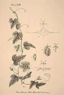 Sepia Toned Prints: 19th-century Dutch botanical illustration: Intricately detailed ink drawings on sepia background