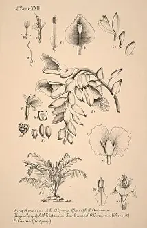 Sepia Toned Prints: 19th-century Dutch botanical illustration: Intricately detailed ink drawings on sepia background