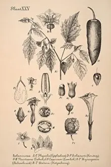 Sepia Toned Prints: 19th-century Dutch botanical illustration: Intricately detailed ink drawings on sepia background