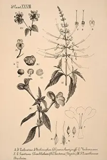 Sepia Toned Prints: 19th-century Dutch botanical illustration: Intricately detailed ink drawings on sepia background