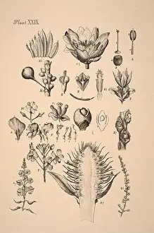 Sepia Toned Prints: 19th-century Dutch botanical illustration: Intricately detailed ink drawings on sepia background