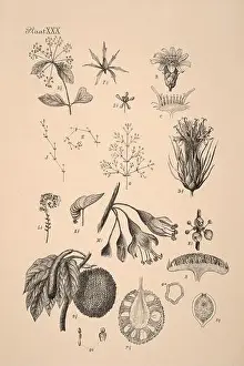 Sepia Toned Prints: 19th-century Dutch botanical illustration: Intricately detailed ink drawings on sepia background