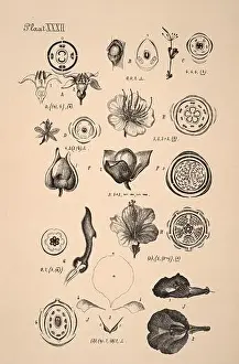 Sepia Toned Prints: 19th-century Dutch botanical illustration: Intricately detailed ink drawings on sepia background