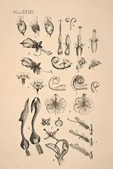 Sepia Toned Prints: 19th-century Dutch botanical illustration: Intricately detailed ink drawings on sepia background
