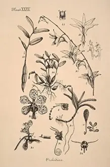 Sepia Toned Prints: 19th-century Dutch botanical illustration: Intricately detailed ink drawings on sepia background
