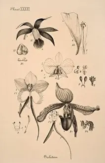 Sepia Toned Prints: 19th-century Dutch botanical illustration: Intricately detailed ink drawings on sepia background