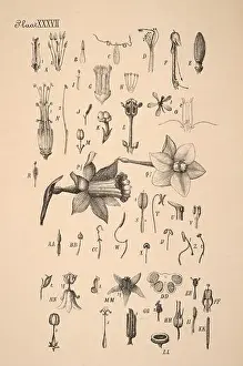 Sepia Toned Prints: 19th-century Dutch botanical illustration: Intricately detailed ink drawings on sepia background