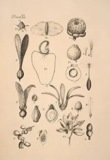 Sepia Toned Prints: 19th-century Dutch botanical illustration: Intricately detailed ink drawings on sepia background