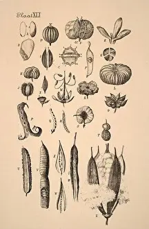 Sepia Toned Prints: 19th-century Dutch botanical illustration: Intricately detailed ink drawings on sepia background