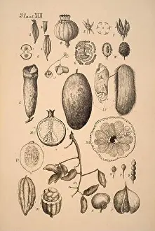 19th-century Dutch botanical illustration: Intricately detailed ink drawings on sepia background