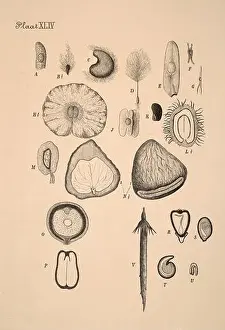 19th-century Dutch botanical illustration: Intricately detailed ink drawings on sepia background