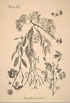 Sepia Toned Prints: 19th-century Dutch botanical illustration: Intricately detailed ink drawings on sepia background