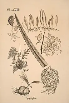 Sepia Toned Prints: 19th-century Dutch botanical illustration: Intricately detailed ink drawings on sepia background