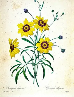 Victorian Style Prints: 19th-century hand painted Engraving illustration of a Plains Coreopsis flower (Coreopsis tinctoria)