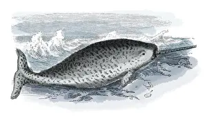 Marine Animal Prints: 19th century illustration of a narwhal