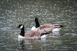 Geese Prints: 2 Canada geese swimming on a lake