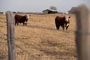 Barbed Wire Prints: 2 Cows stare at the camera on the Lyndon B Johnson ranch near Johnson City, Texas