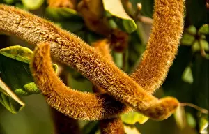 Curvy Prints: 2 furry seed-pods of a Brazilian Golden trumpet tree