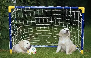 Hilarious Prints: 2 little dogs playing football