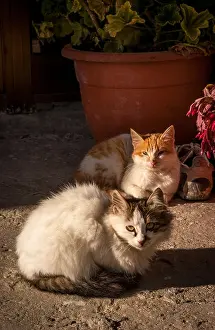 Feral Prints: 2 street cats sitting in the Cypriot sun