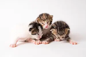 Young Animal Prints: 2 weeks old 3 baby kittens on white background isolated