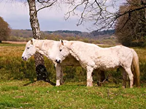 Ungulate Prints: 2 white horses