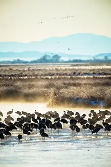Rockies Prints: Over 20, 000 cranes spend part of their spring and fall each year in the San Luis Valley
