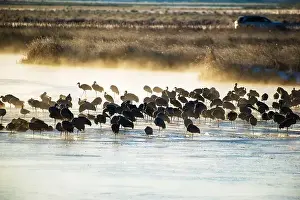 Rockies Prints: Over 20, 000 cranes spend part of their spring and fall each year in the San Luis Valley
