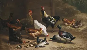 Farm Animals Prints: 20 Carl Jutz Geflügel im Stall