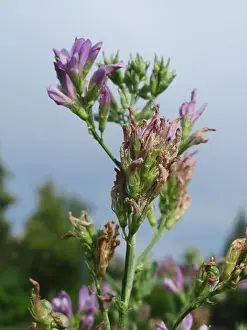 Genetics Prints: 20170731Medicago sativa1