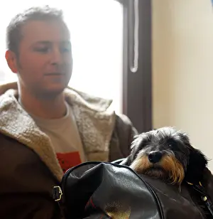 Sleepy Prints: 20s male holding wire hair dachshund dog in sports bag