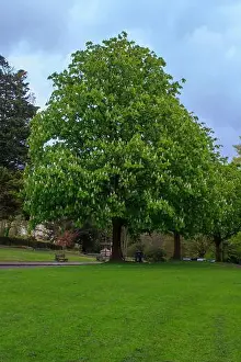 Spring Time Prints: 25 April 2024 A beautiful Horse Chestnut tree in flower inThe Royal Victoria Park in Bath Somerset England in late