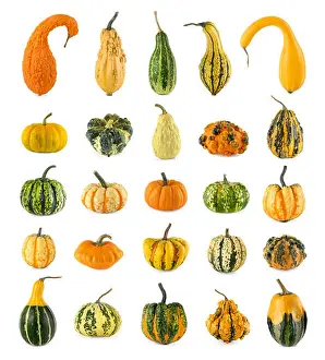 Compilation Prints: 25 different ornamental gourds on white