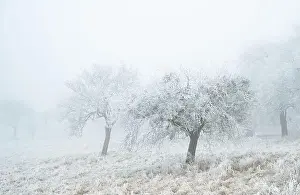 Ground Frost Prints: 2s16we8