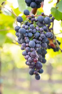 Pinot Noir Prints: 2s2750r