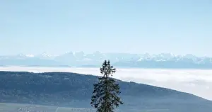Neuchatel Prints: 2s2g66t