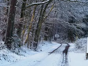 Winter Day Prints: 2s4dbm3