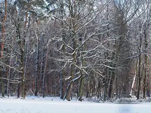 Winter Day Prints: 2s4dbmb