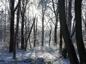 Sunbeams Prints: 2s4dbr1