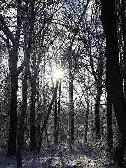 Sunbeams Prints: 2s4dbwk