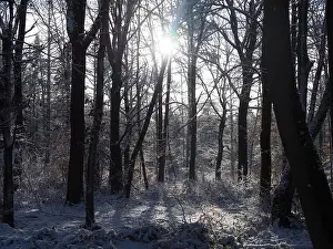 Sunbeams Prints: 2s4dbx7