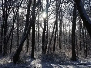 Sunbeams Prints: 2s4dbxw