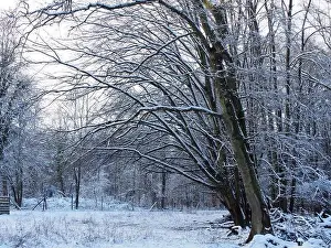 Winter Day Prints: 2s4dc3x