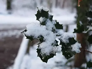 Winter Day Prints: 2s4dc6w