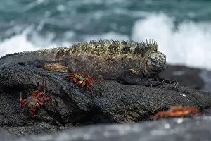 Iguana Prints: 2s4xb72