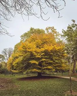 Autumn Park Prints: 2s68a49