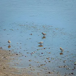 Nature Conservation Prints: 2s68d10
