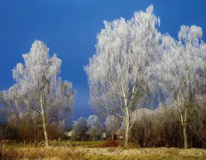 Hoarfrost Prints: 2s6kjjk