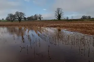Arable Prints: 2s7hc66